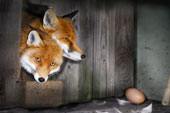 Fox and the egg